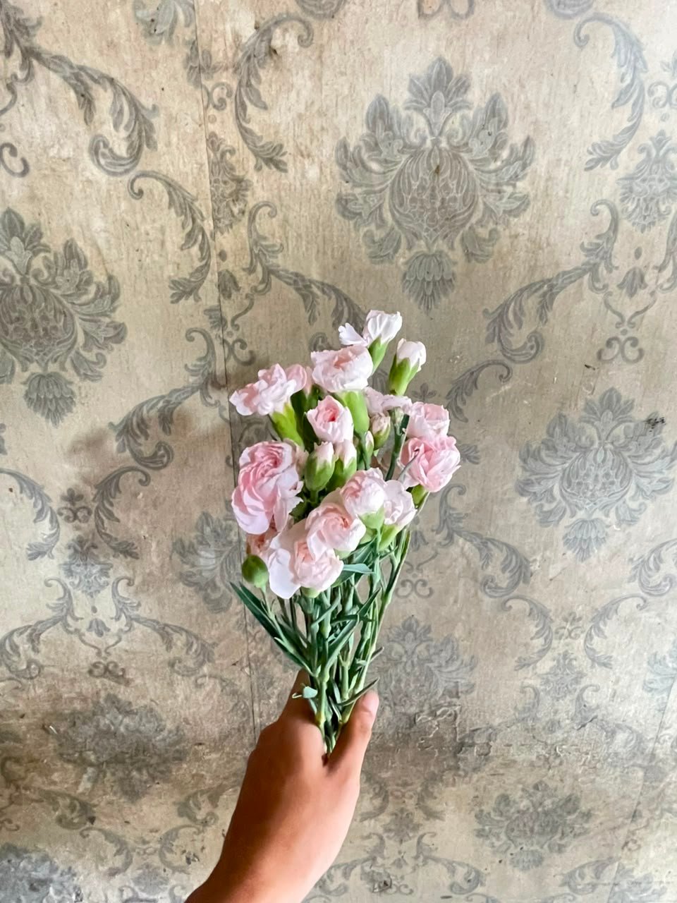 Bunga Anyelir Pink