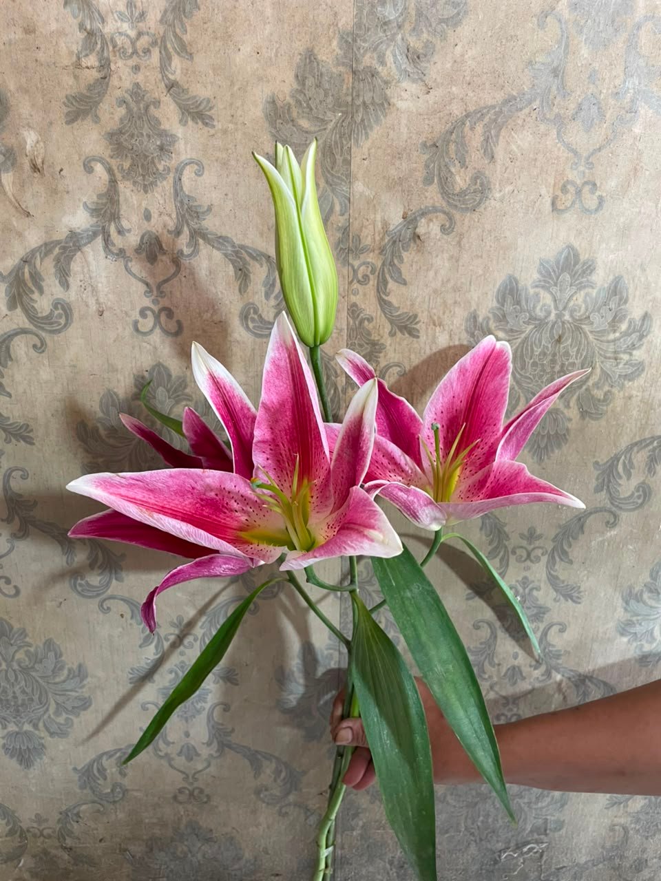 Bunga Lily Pink